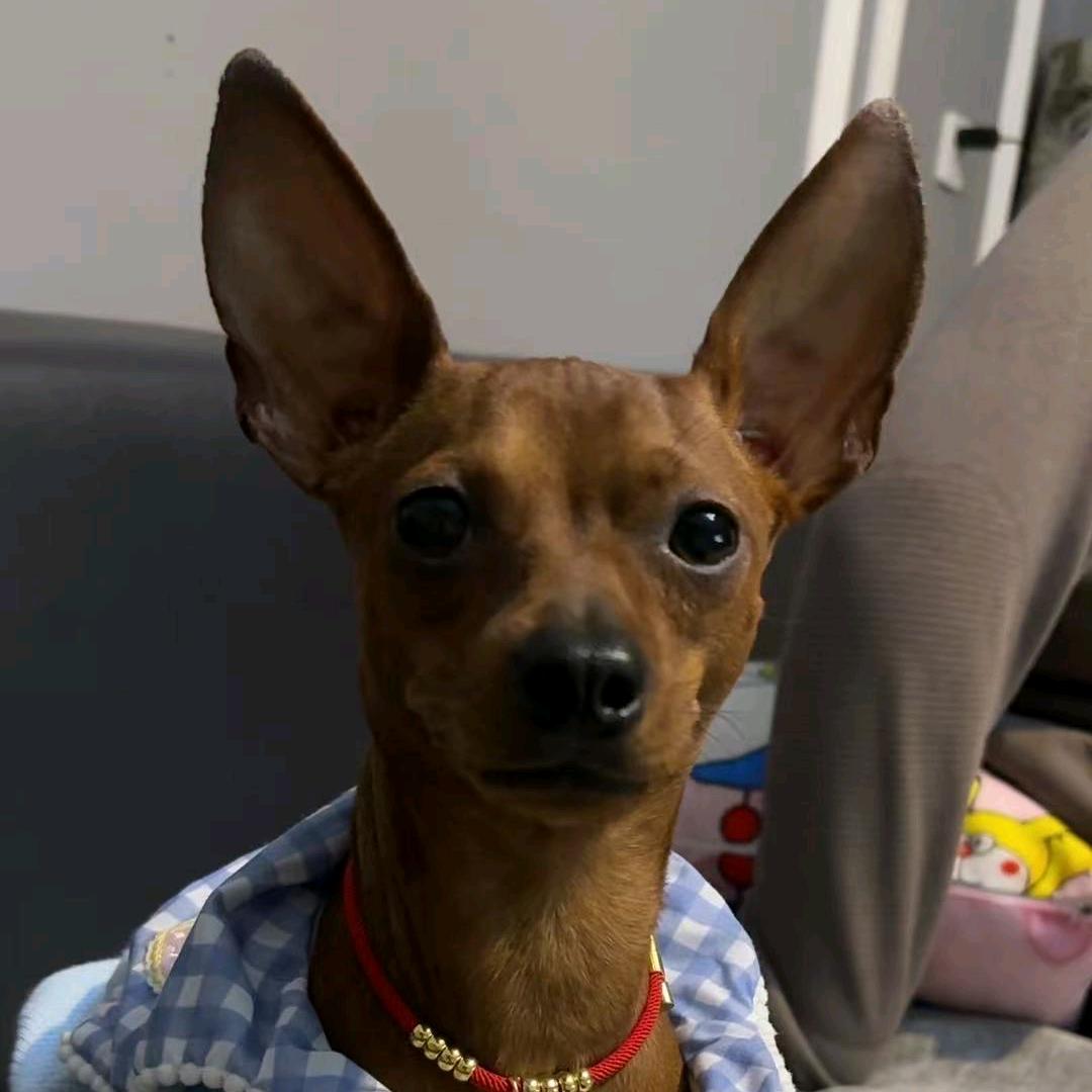 46333463955