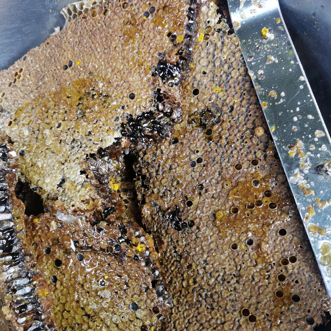 野生蜜蜂追求者浙江省嘉兴小闫