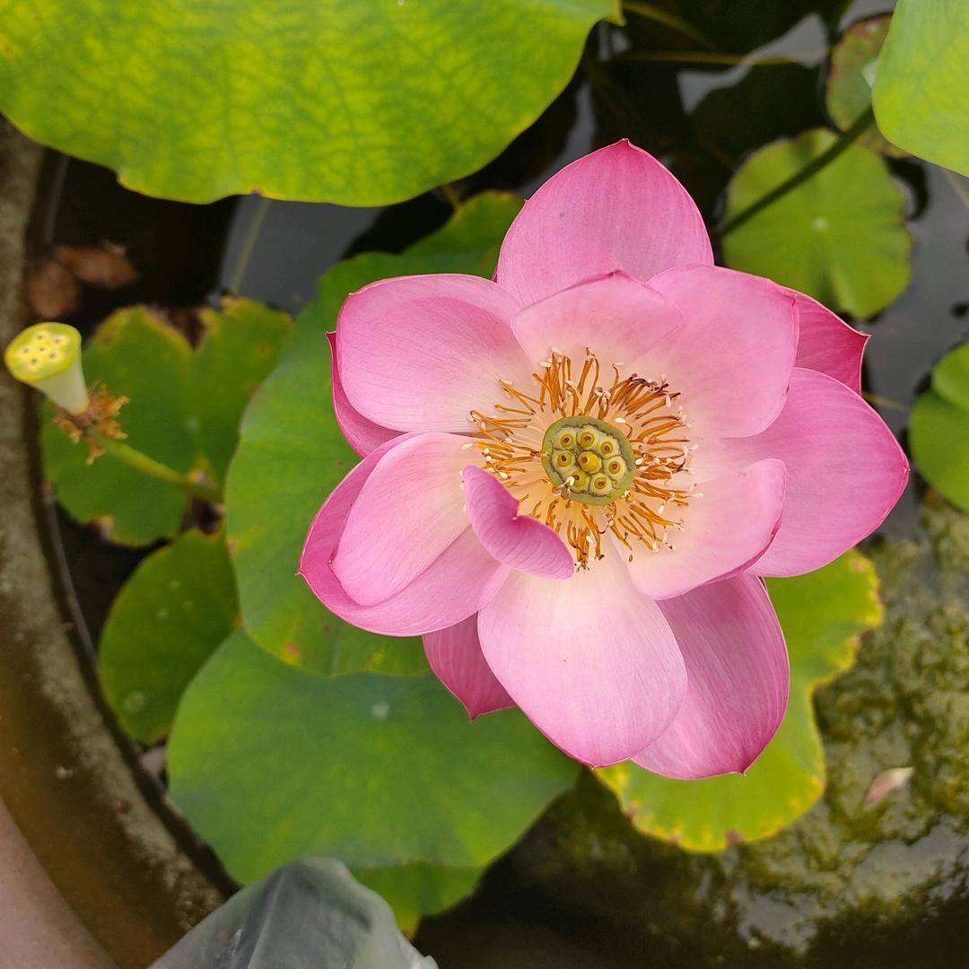 飞飞花语