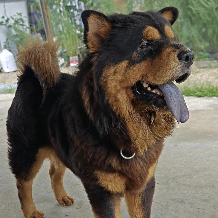 松狮虎头