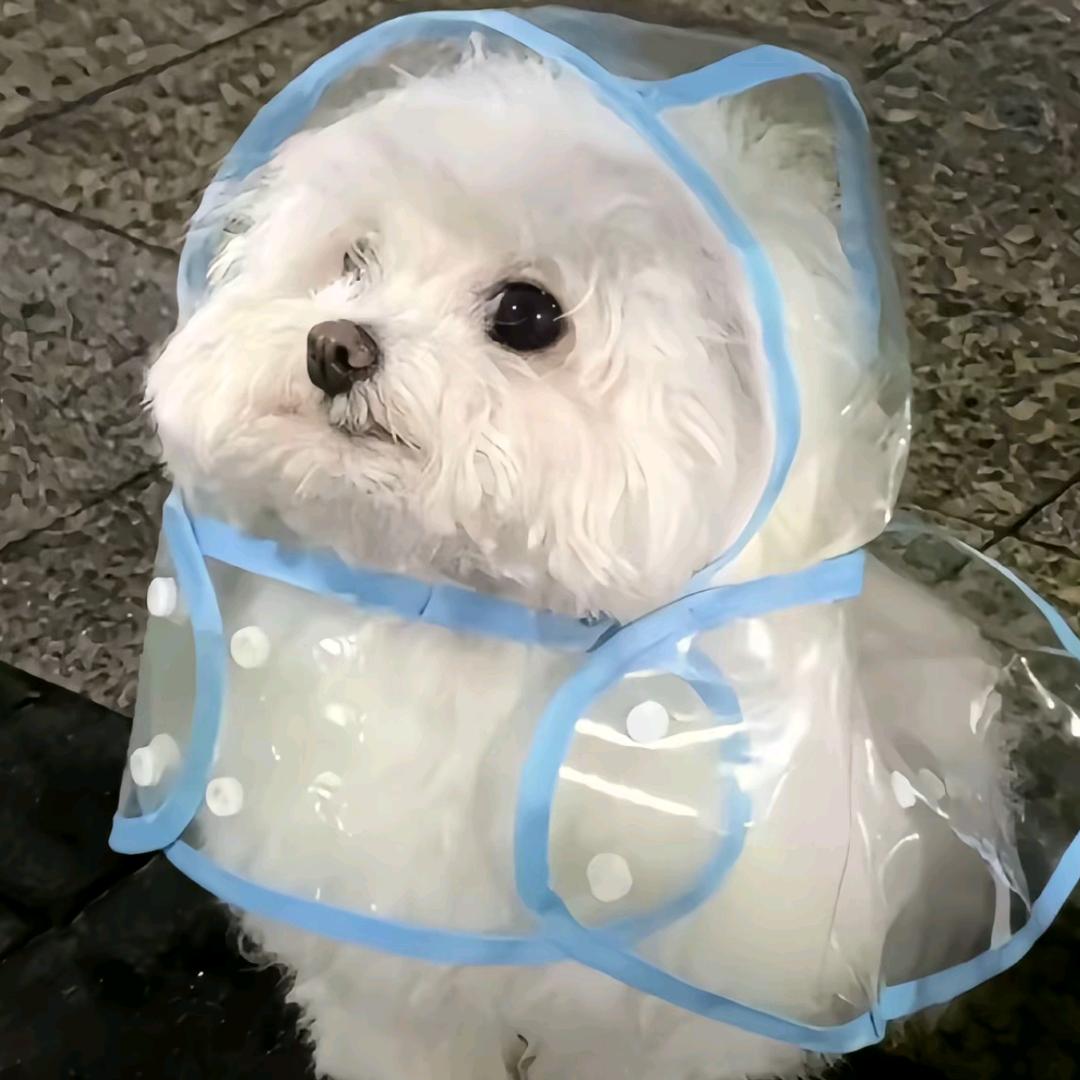 摆烂小鱼儿