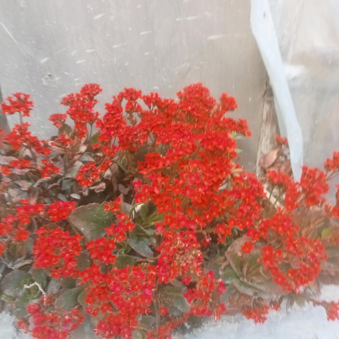 爱玩手机的人。