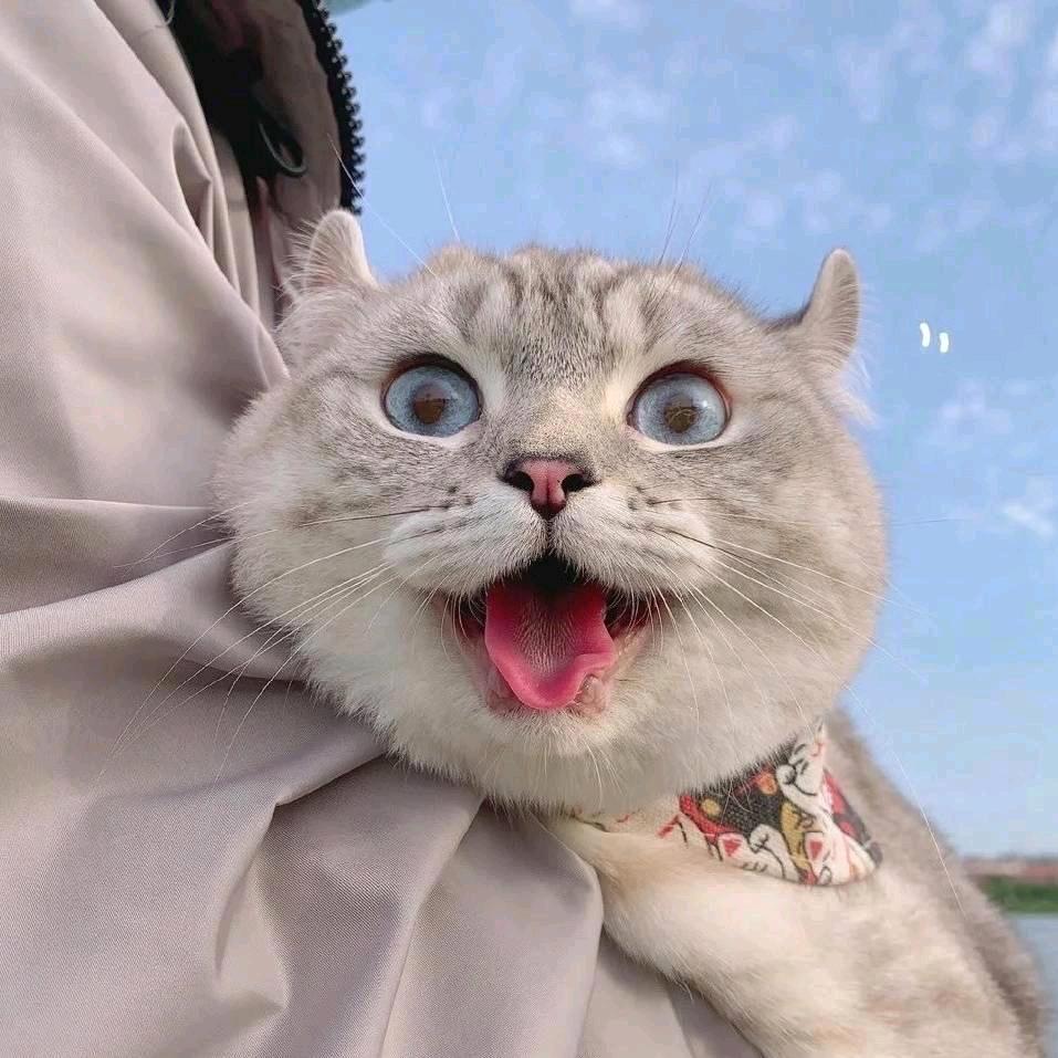 77低卡烘焙
