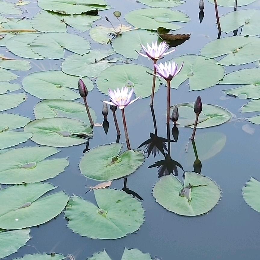 小明
