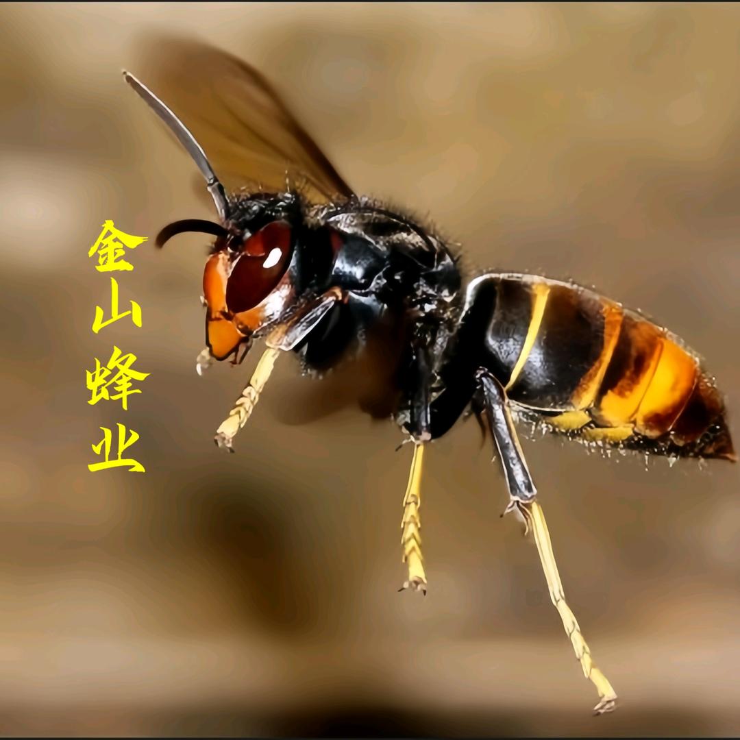 ᥫ᭡້໌ᮨ金山🐝蜂业ꦿঞ