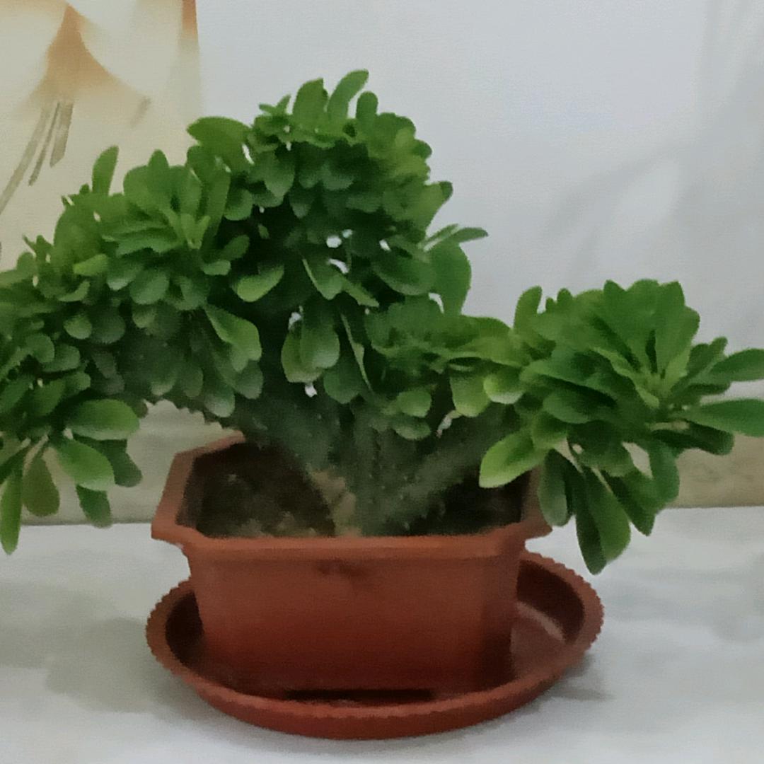 暖阳  🌻