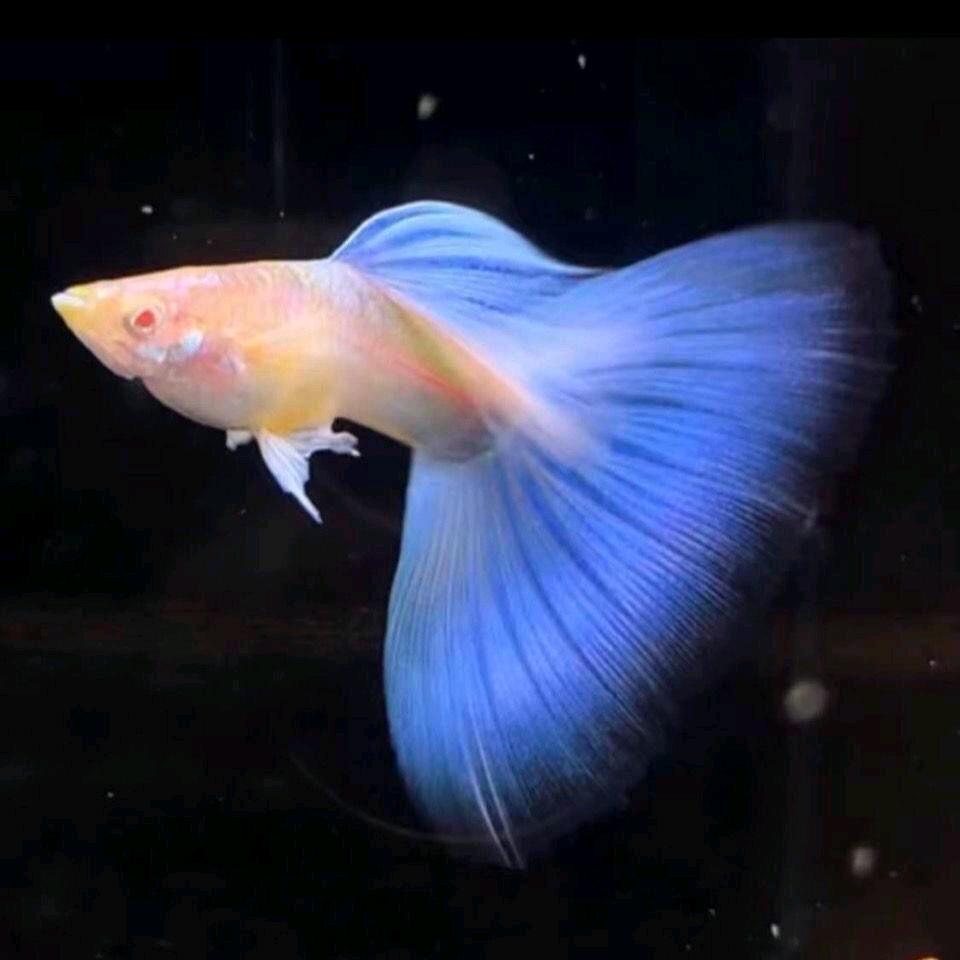 明铎水族馆(孔雀鱼批发零售)
