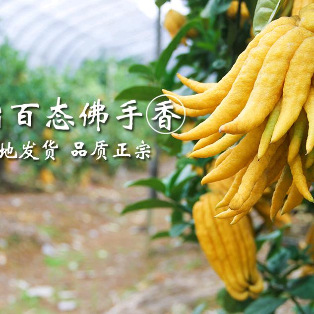 金华龙头山佛手