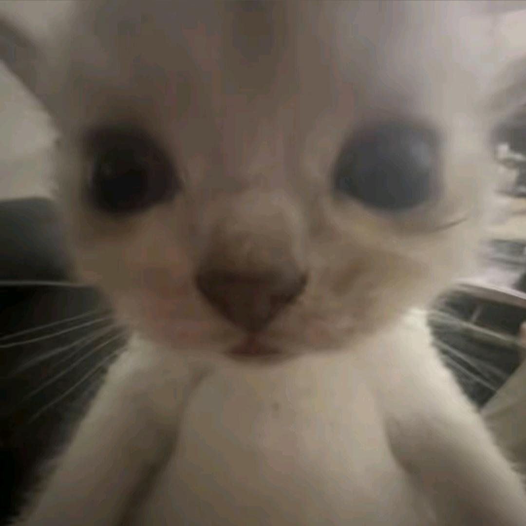 小猫往杯里撒尿说是国窖