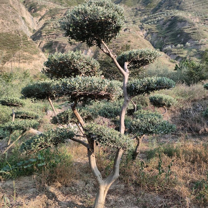 陇南油橄榄景观苗木基地