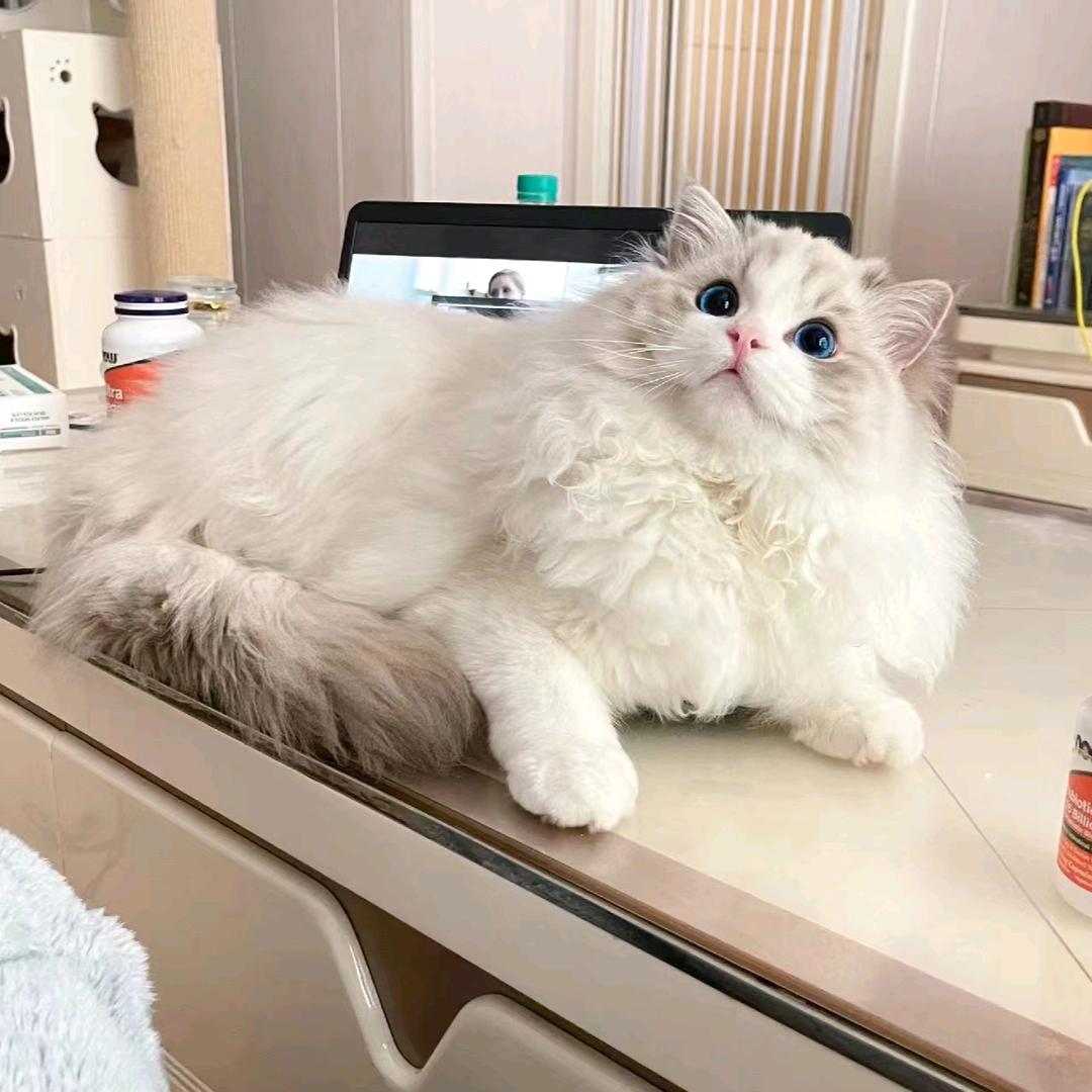 招财猫2