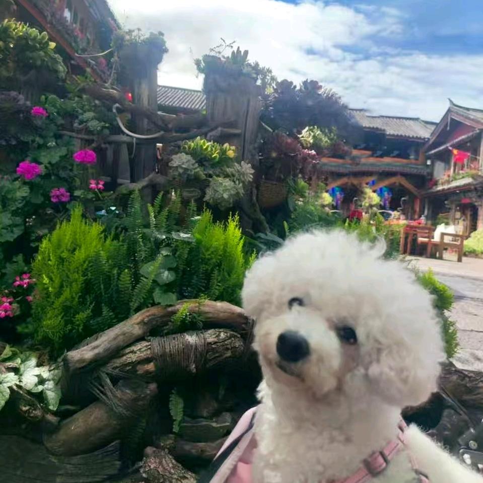 豆豆妈自驾旅行
