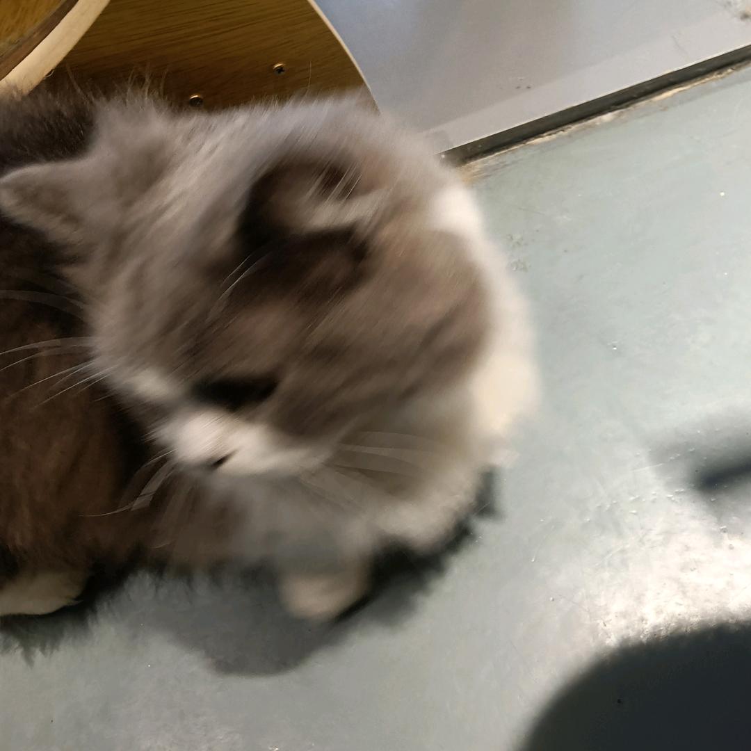 小y
