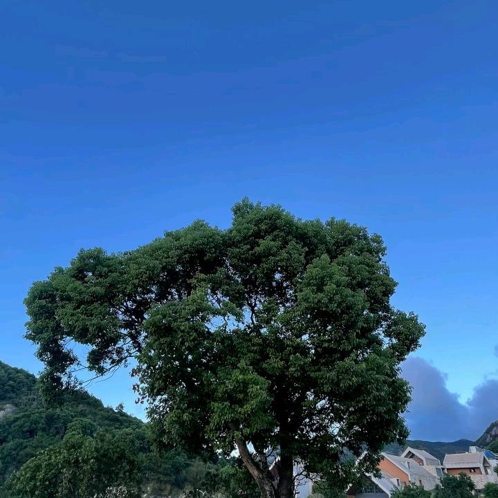泡沫