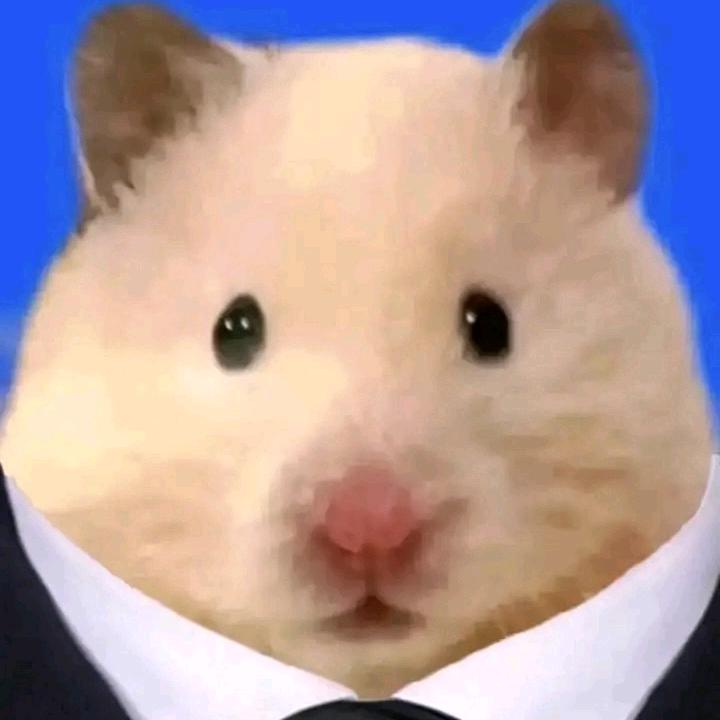 托尼鼠