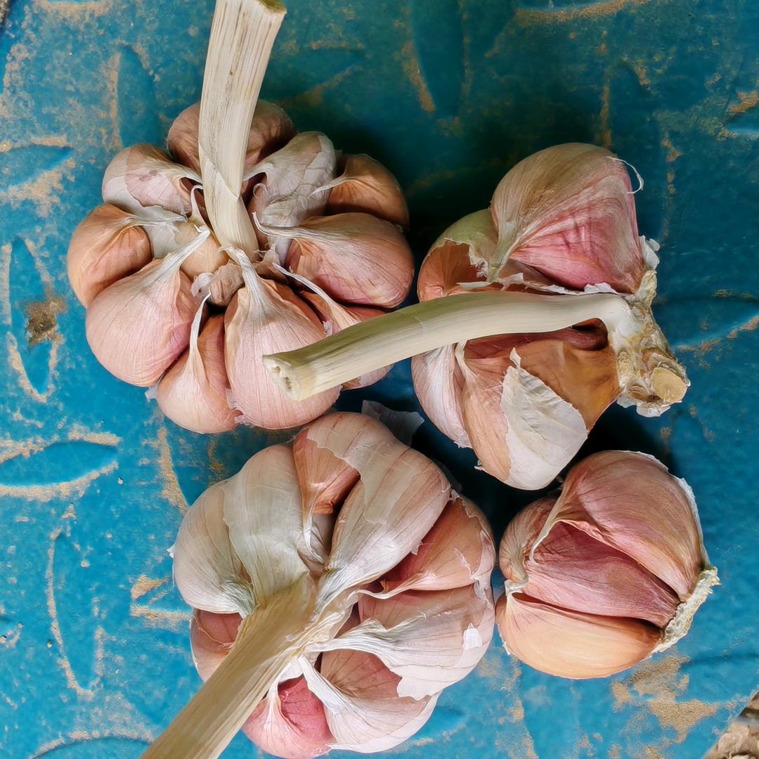 淮阳张军大蒜 花生