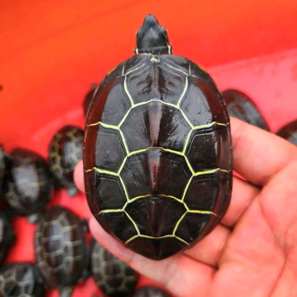 萌了个龟