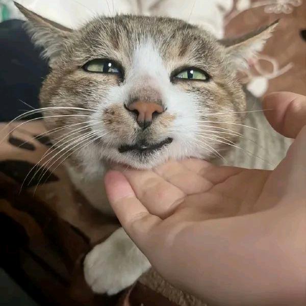 晚安好梦
