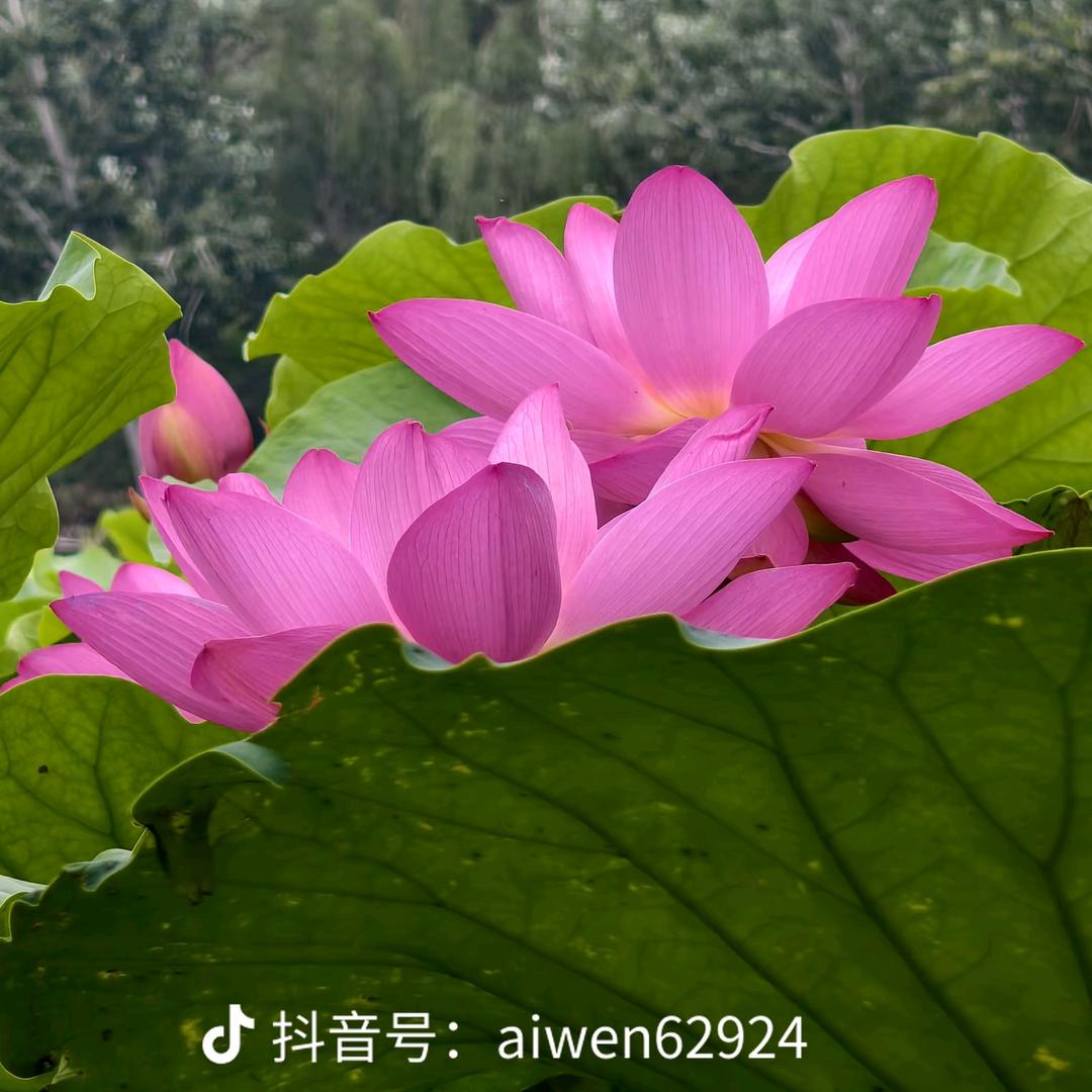 三个宝的妈