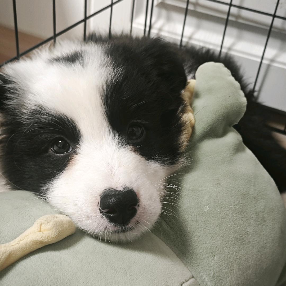 七月宠物健康严选