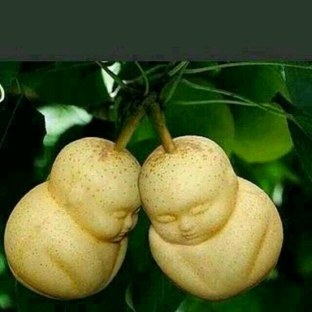 《东～方～南～瓜～哥》