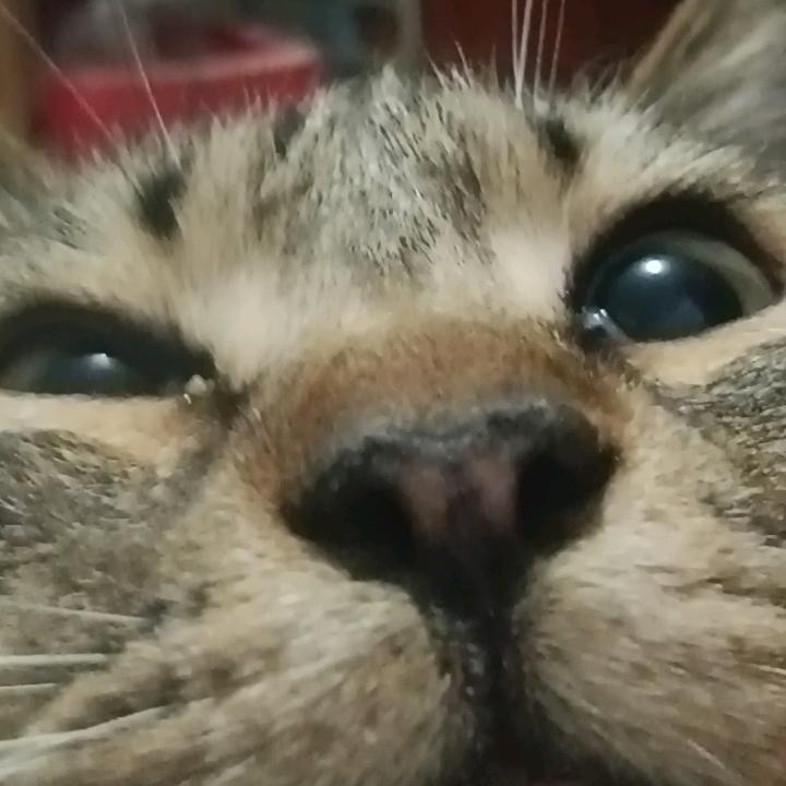 家有咪🐱
