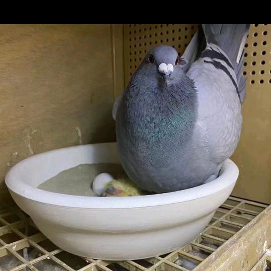快乐的小青蛙