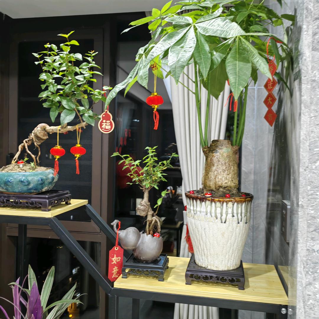 海鲜妹（小号）