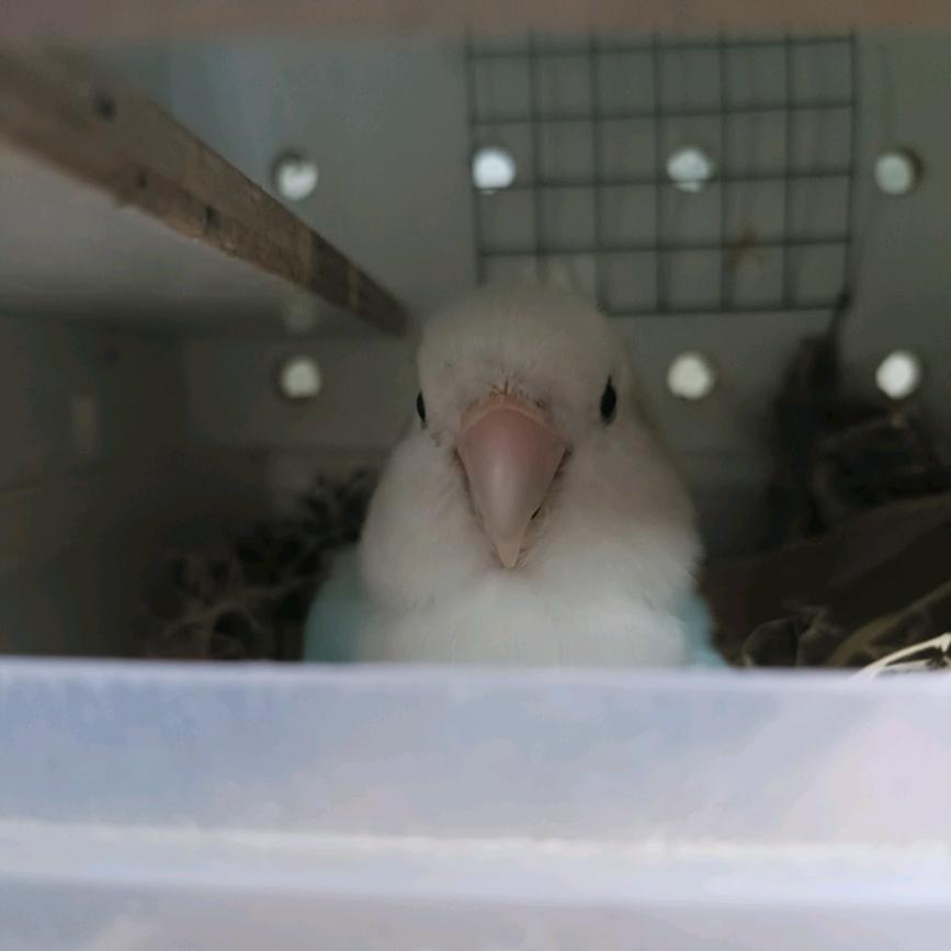 🌴小小的鹦鹉🦜🥬