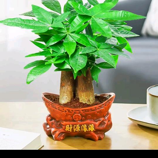 音视频线缆批发（发财树姚姐）