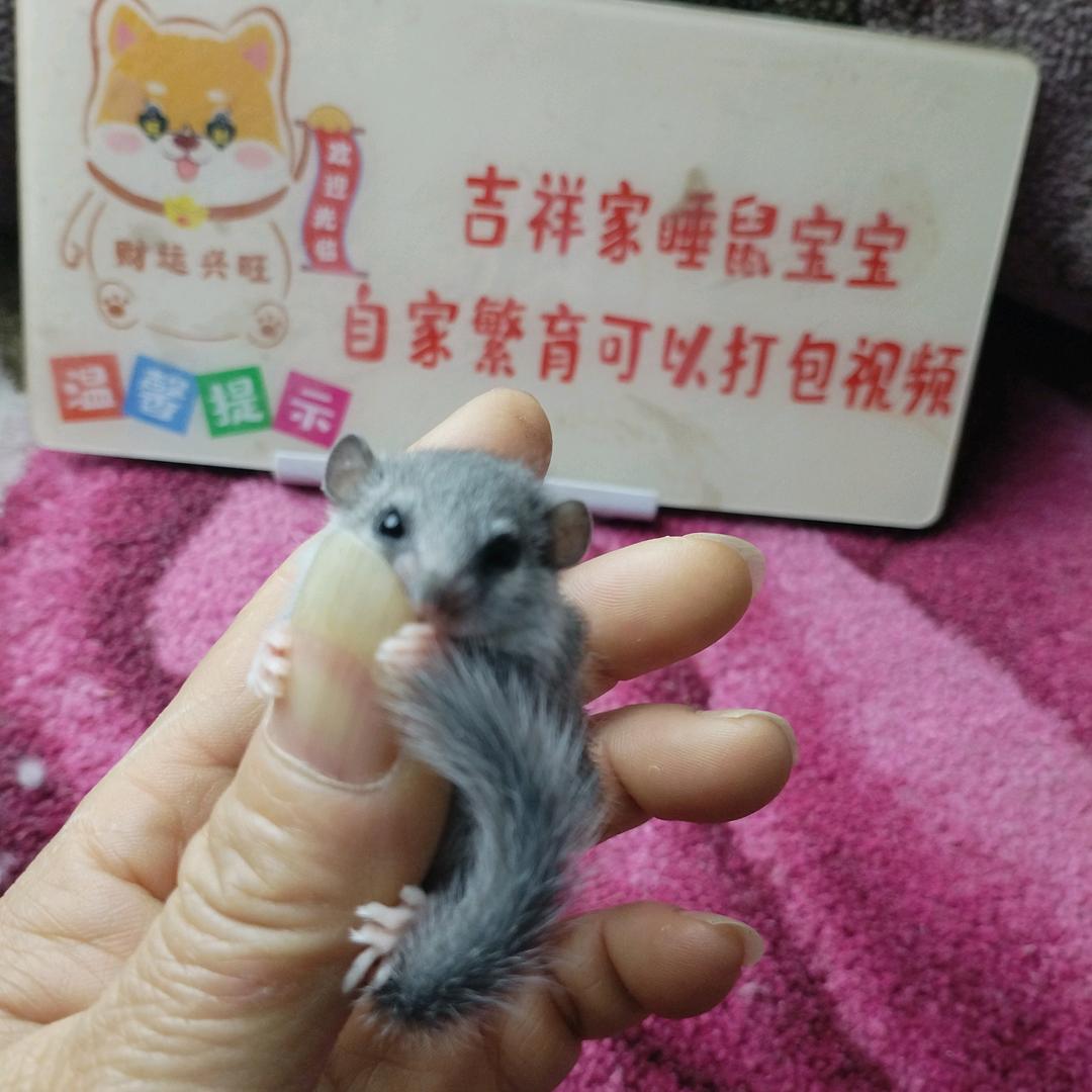 吉祥家睡鼠宝宝（每晚9点半开播）