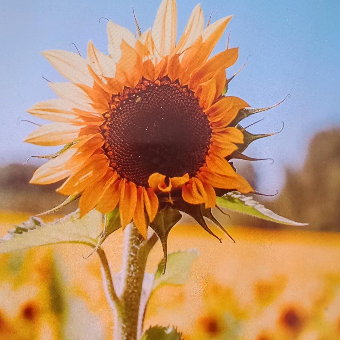 果果🌺(可私聊)