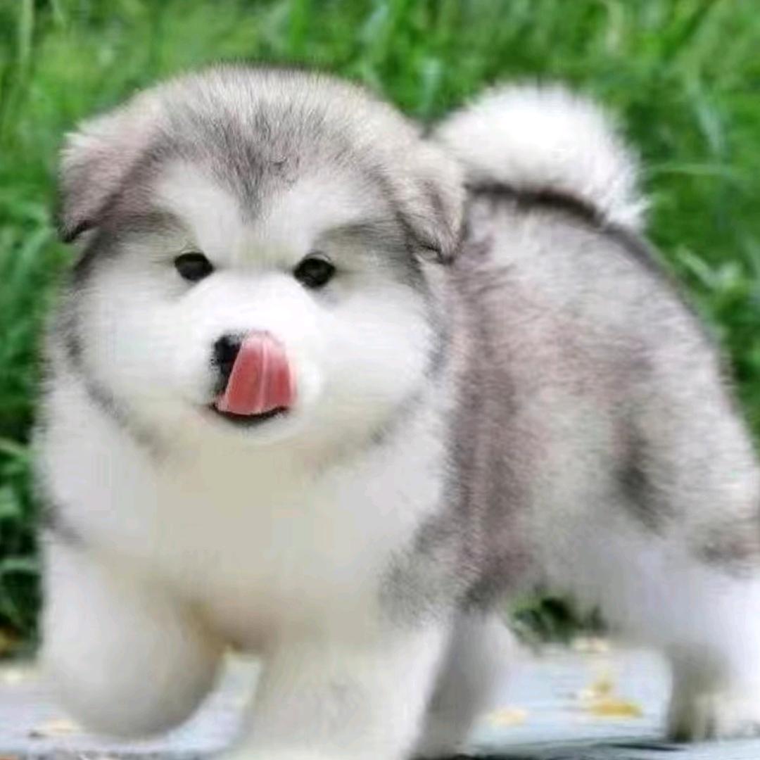 小老头✨⁹⁹²⁰