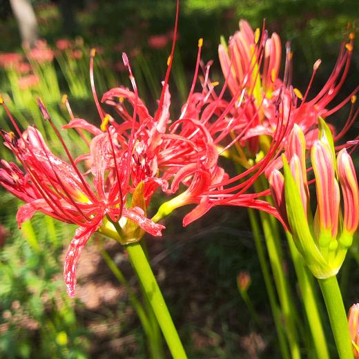 我的未来……？