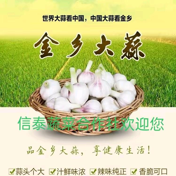蒜乡人   宋姐