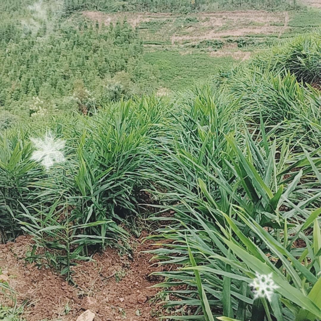 野狼虎