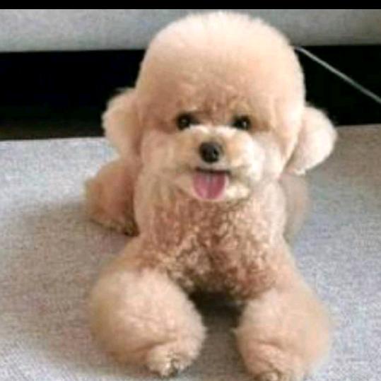 凌氏犬业(地址江苏南通)