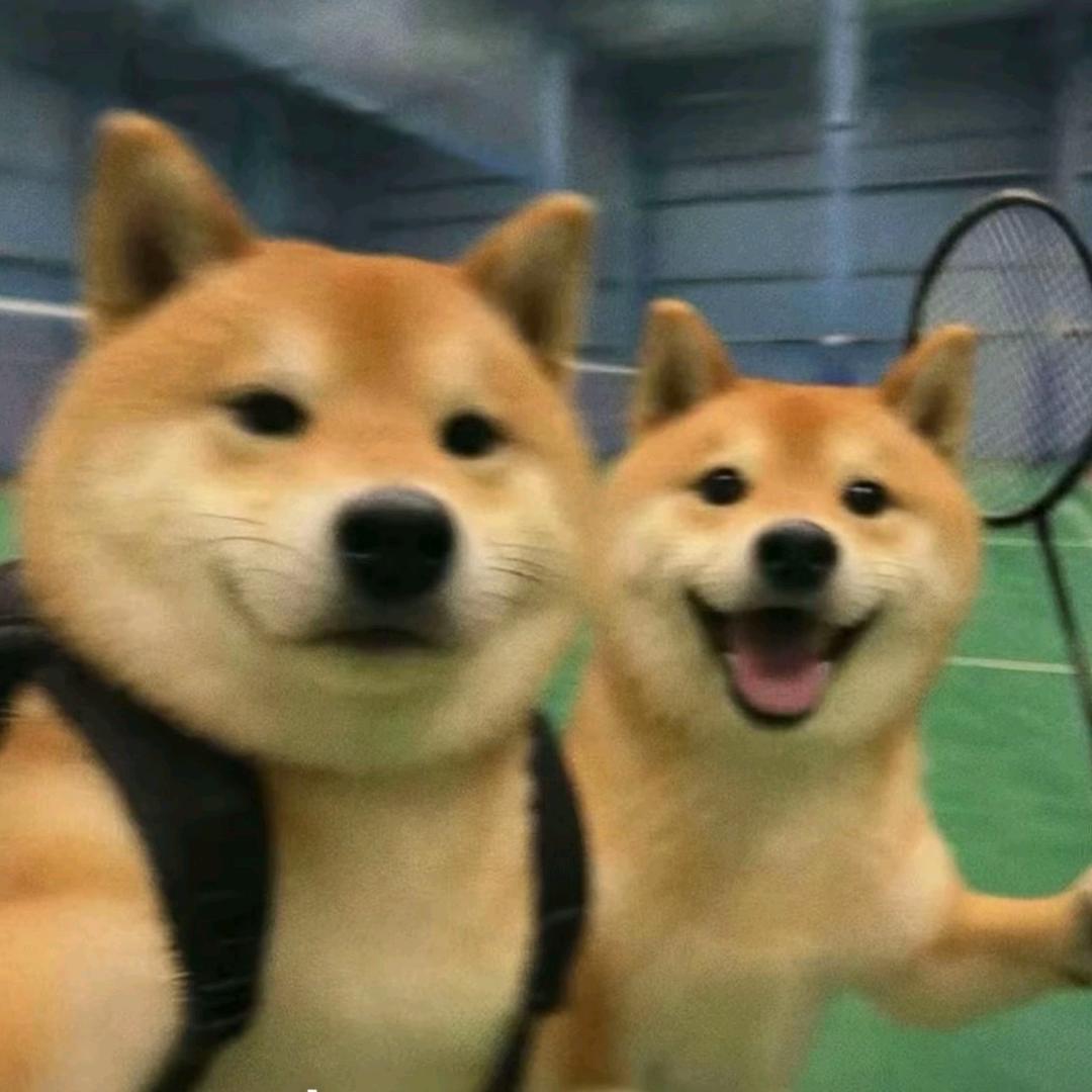 拾壹羽球（2000粉丝送球拍）