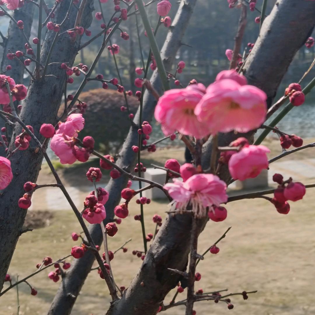 梅花🌺