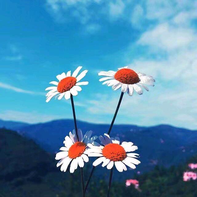 吃大米不喝稀饭