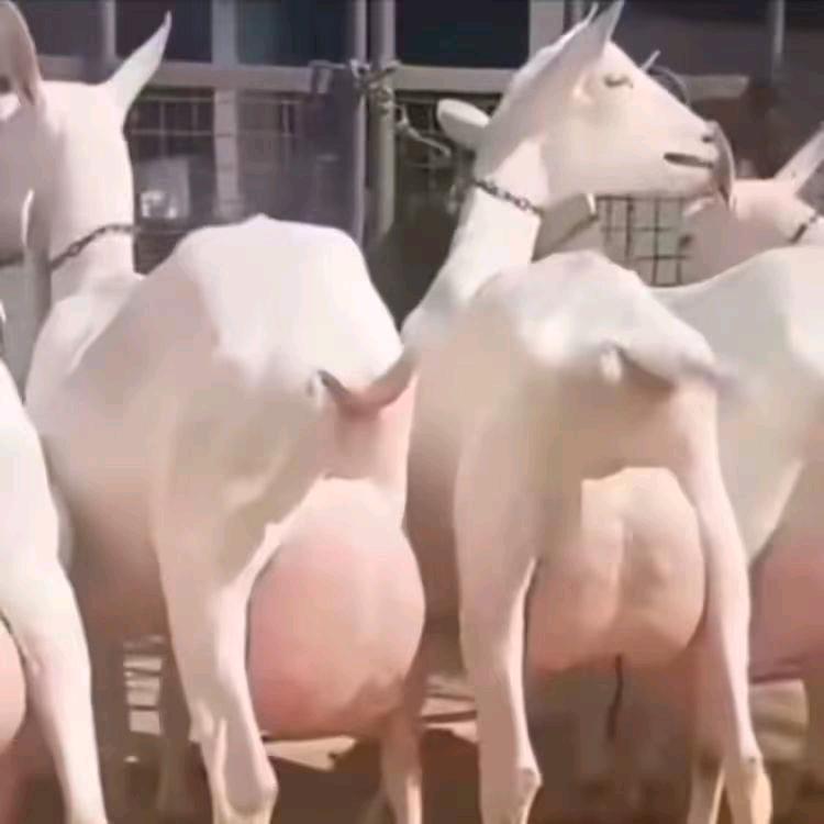 志丹县鲜羊奶现挤现卖