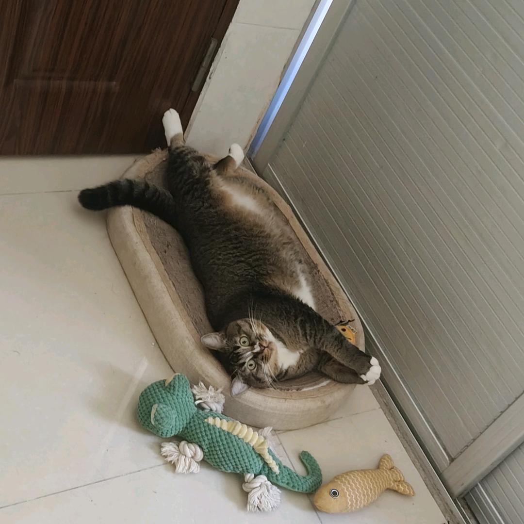 咪咪大王！
