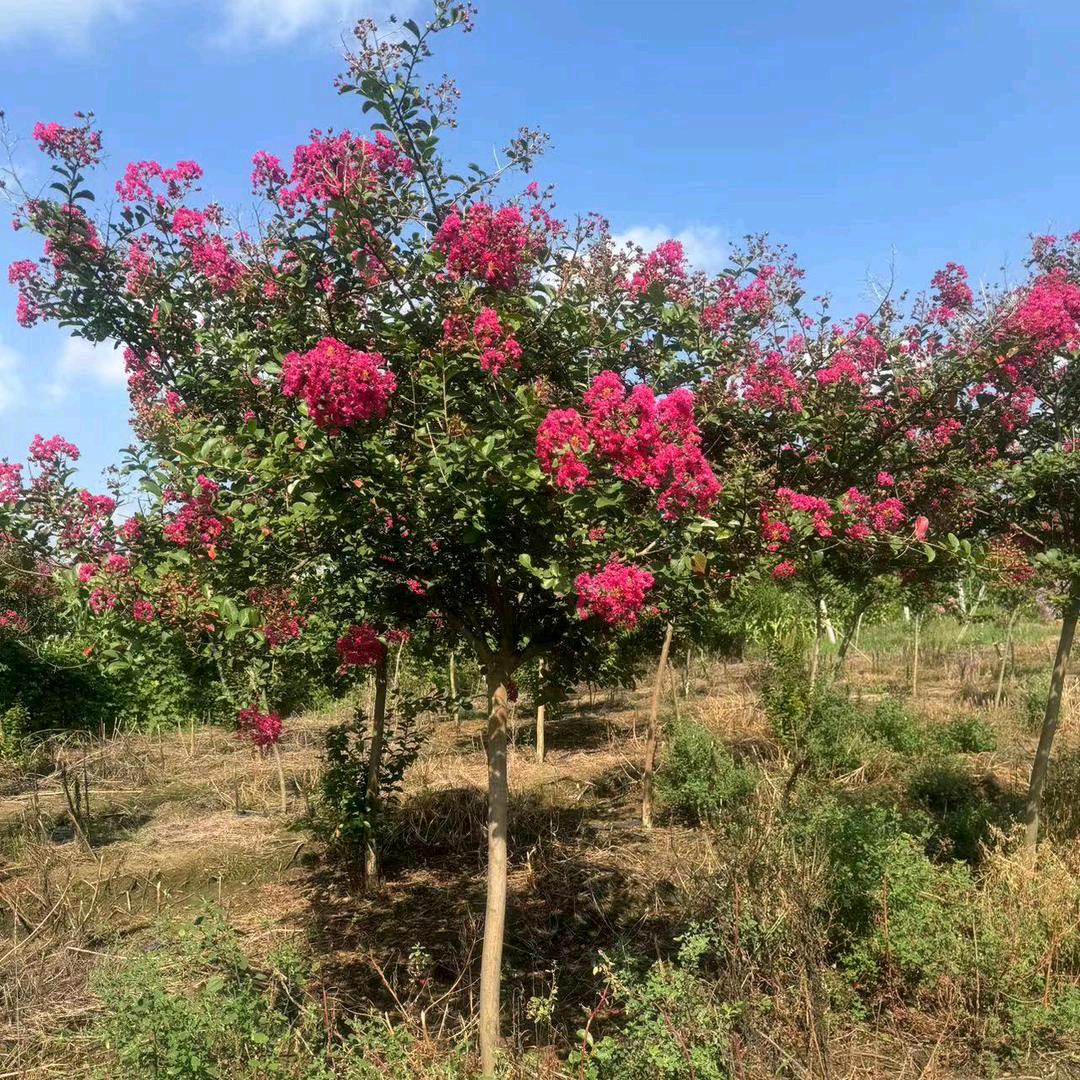 花美绮园林绿植精选店