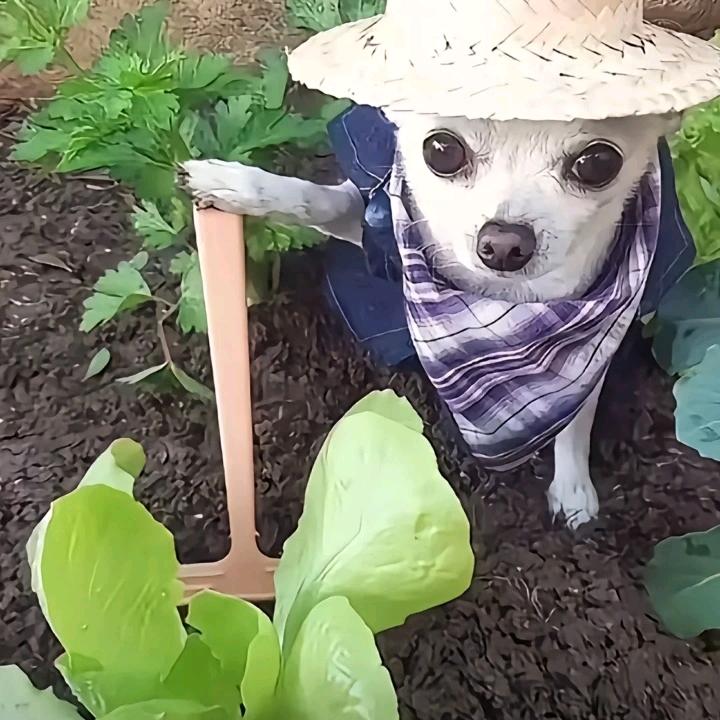 悟.