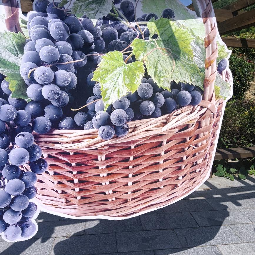 夏天的风吹到秋天