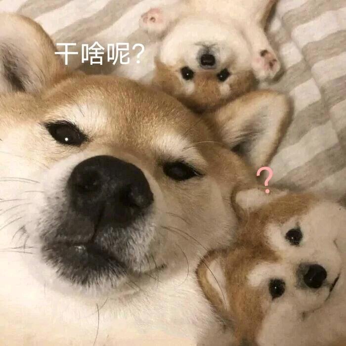 老韦游戏