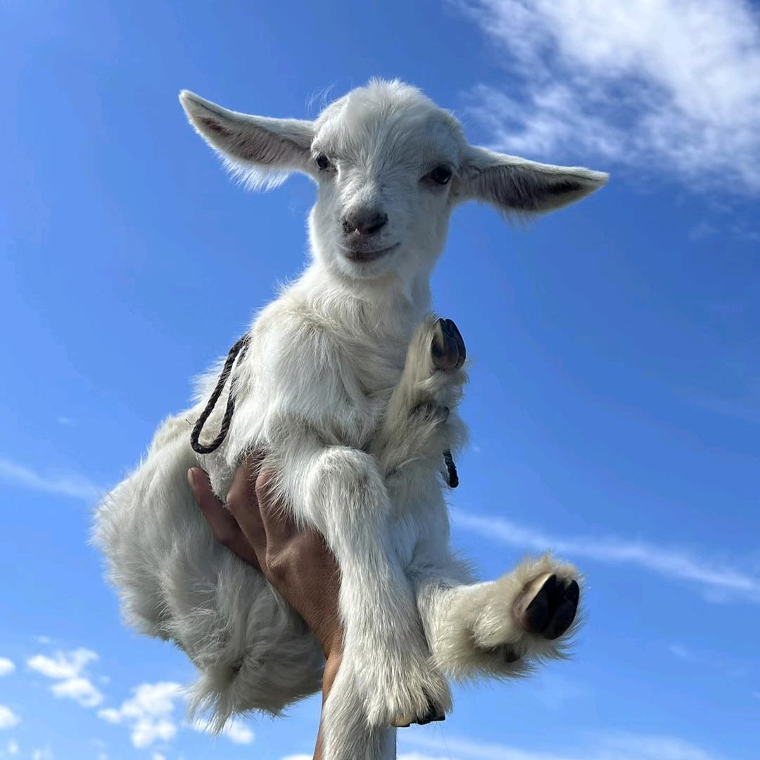 西域漫行|新疆纯玩旅游