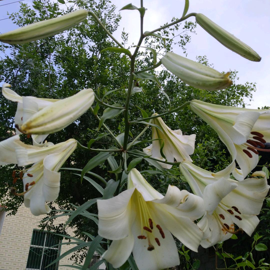 回牟一笑百媚生