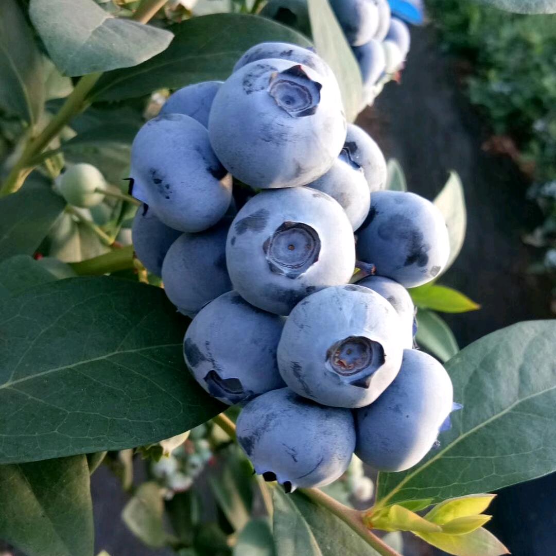 原产地供应 生姜 蓝莓 苹果 樱桃 油桃