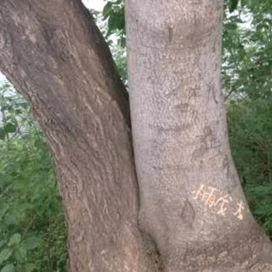 天高任鸟飞คิดถึง